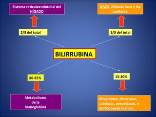 BILIRRUBINA   80-85%  15-20%  Metabolismo  de la  hemoglobina   Mioglobina, citocromo, catalasas, peroxidasas, y eritropoy...
