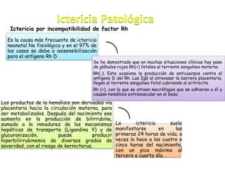 Ictericia por incompatibilidad de factor Rh
Los productos de la hemólisis son derivados vía
placentaria hacia la circulación materna, para
ser metabolizados. Después del nacimiento ese
aumento en la producción de bilirrubina,
sumado a la inmadurez de los mecanismos
hepáticos de transporte (Ligandina Y) y de
glucuronización, puede producir
hiperbilirrubinemia de diversos grados de
severidad, con el riesgo de kernicterus.
La ictericia suele
manifestarse en las
primeras 24 horas de vida; a
veces lo hace a las cuatro o
cinco horas del nacimiento,
con un pico máximo al
tercero o cuarto día.
Es la causa más frecuente de ictericia
neonatal No fisiológica y en el 97% de
los casos se debe a isosensibilización
para el antígeno Rh D
Se ha demostrado que en muchas situaciones clínicas hay paso
de glóbulos rojos Rh(+) fetales al torrente sanguíneo materno
Rh(-). Esto ocasiona la producción de anticuerpos contra el
antígeno D del Rh. Las IgG al atravesar la barrera placentaria,
llegan al torrente sanguíneo fetal cubriendo al eritrocito
Rh (+), con lo que se atraen macrófagos que se adhieren a él y
causan hemólisis extravascular en el bazo.
 