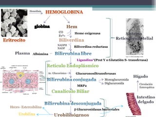 CO Fe³  Heme oxigenasa Biliverdina reductasa Ligandina* (Prot Y o Glutati ó n S- transferasa ) Albúmina Hemólisis Glucuronosiltransferasas NADPH NADP MRP2 β  Glucuronidasas bacteriales  Heces- Estercobilina Monoglucuronida Diglucuronida Circulación Enteropática Ac. Glucorónico Urobilina 