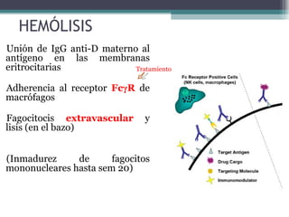 HEMÓLISIS Unión de IgG anti-D materno al antígeno en las membranas eritrocitarias Adherencia al receptor  Fc γ R  de macrófagos Fagocitocis  extravascular  y lisis (en el bazo) (Inmadurez de fagocitos mononucleares hasta sem 20) Tratamiento 