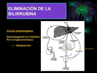 ELIMINACIÓN DE LA BILIRRUBINA Circulo enterohepático Desconjugación en intestino  Por la b-glucoronidasa Reabsorción B-glucoronidasa 