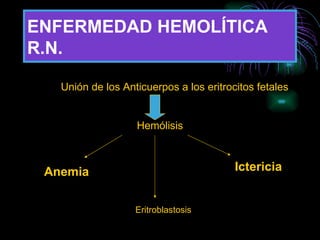ENFERMEDAD HEMOLÍTICA R.N.   Unión de los Anticuerpos a los eritrocitos fetales Hemólisis Anemia Ictericia Eritroblastosis 