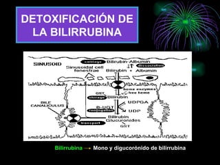 DETOXIFICACIÓN DE LA BILIRRUBINA Bilirrubina  Mono y digucorónido de bilirrubina 