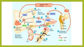 Hemooxigenasa
Biliverdina
reductasa
UDP-glucoronil
transferasa
 