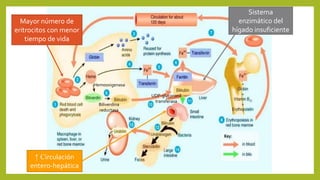 Hemooxigenasa
Biliverdina
reductasa
UDP-glucoronil
transferasa
Mayor número de
eritrocitos con menor
tiempo de vida
Sistema
enzimático del
hígado insuficiente
↑ Circulación
entero-hepática
 