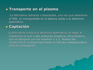  Transporte en el plasma
La bilirrubina indirecta o liposoluble, una vez que abandona
el SRE, es transportada en el plasma unida a la albúmina
plasmática.
 Captación
La bilirrubina unida a la albúmina plasmática, al llegar al
hepatocito se une a dos proteínas hepáticas intracelulares,
que se designan con los nombres Y y Z. Dentro del
hepatocito es transportada hasta el retículo endoplasmático
para su conjugación.
 