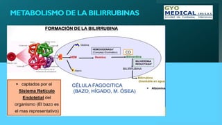 METABOLISMO DE LA BILIRRUBINAS
 
