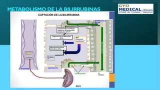 METABOLISMO DE LA BILIRRUBINAS
 