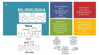 + 
BILIRRUBINA 
Es el producto 
de la 
degradación de 
los glóbulos 
rojos 
envejecidos. 
Se forma a 
partir de la 
degradación del 
grupo hem. 
80% de la 
bilirrubina diaria 
proviene de la 
destrucción de 
glóbulos rojos 
maduros. 
20% proviene de 
eritropoyesis 
inefectiva y de la 
degradación de 
otras 
hemproteinas 
 
