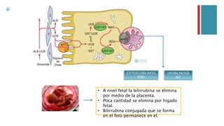 + 
ESTERCOBILINOG 
ENO 
UROBILINOGE 
NO 
• A nivel fetal la bilirrubina se elimina 
por medio de la placenta. 
• Poca cantidad se elimina por hígado 
fetal. 
• Bilirrubina conjugada que se forma 
en el feto permanece en el. 
 
