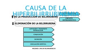 CAUSA DE LA 
HIPERBILIRRUBINEMIA 
DE LA PRODUCCIÓN DE BILIRRUBINA 
ELIMINACIÓN DE LA BILIRRUBINA 
MAYOR PRODUCCIÓN 
CIRCUITO 
ENTEROHEPATICO 
CAPTACIÓN Y TRANSPORTE 
INTRACELULAR 
CONJUGACIÓN 
EXCRECIÓN 
CIRCULACIÓN HEPÁTICA 
MECONIO: 1MG DE BILIRRUBINA/dl 
 