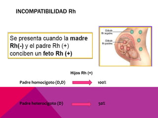 INCOMPATIBILIDAD Rh
Padre homocigoto (D,D) 100%
Padre heterocigoto (D) 50%
Hijos Rh (+)
 