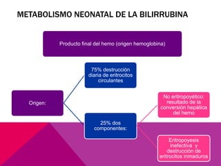 METABOLISMO NEONATAL DE LA BILIRRUBINA
Producto final del hemo (origen hemoglobina)
Origen:
75% destrucción
diaria de eritrocitos
circulantes
25% dos
componentes:
No eritropoyético:
resultado de la
conversión hepática
del hemo
Eritropoyesis
inefectiva y
destrucción de
eritrocitos inmaduros
 