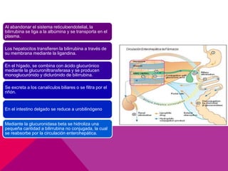 Al abandonar el sistema reticuloendotelial, la
bilirrubina se liga a la albúmina y se transporta en el
plasma.
Los hepatocitos transfieren la bilirrubina a través de
su membrana mediante la ligandina.
En el hígado, se combina con ácido glucurónico
mediante la glucuroniltransferasa y se producen
monoglucurónido y diclurónido de bilirrubina.
Se excreta a los canalículos biliares o se filtra por el
riñón.
En el intestino delgado se reduce a urobilinógeno
Mediante la glucuronidasa beta se hidroliza una
pequeña cantidad a bilirrubina no conjugada, la cual
se reabsorbe por la circulación enterohepática.
 
