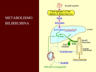 METABOLISMO
BILIRRUBINA
 