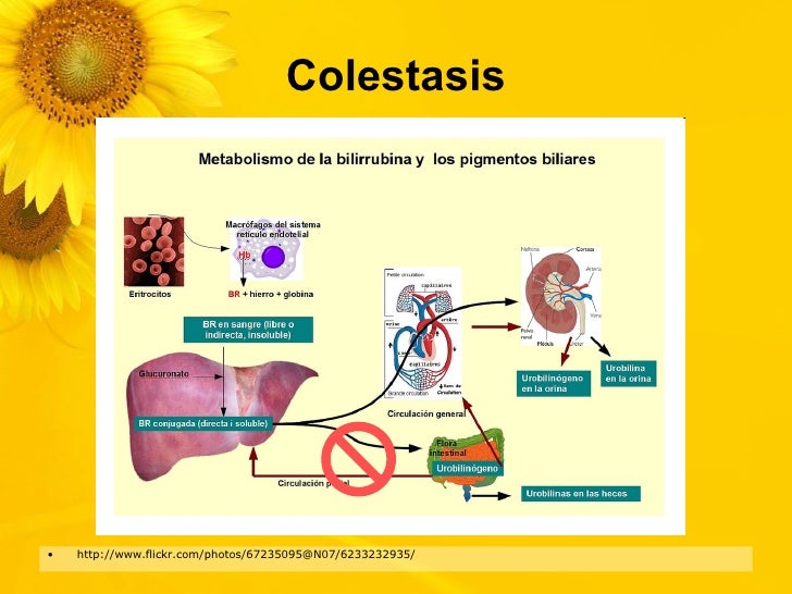 COLESTASIS EN EL LACTANTE PDF
