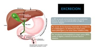 EXCRECION
La BD es sacada activamente hacia los canalículos
biliares, de estos a la vesícula biliar y luego al
intestino delgado
Por acción de las bacterias intestinales se transforma
en urobilinógeno y se elimina por heces como
estercobilinogeno y en orina como urobilina (10%)
Por circulación enterohepática la mayor parte (90%)
vuelve al hígado y reinicia el circuito hacia el
intestino
 
