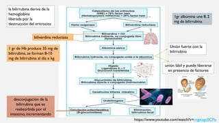 la bilirrubina deriva de la
hemoglobina
liberada por la
destrucción del eritrocito
biliverdina reductasa
1 gr de Hb produce 35 mg de
bilirrubina, se forman 8-10
mg de bilirrubina al día x kg
Unión fuerte con la
bilirrubina
unión lábil y puede liberarse
en presencia de factores
desconjugación de la
bilirrubina que es
reabsorbida por el
intestino, incrementando
1gr albúmina une 8, 2
mg de bilirrubina
https://www.youtube.com/watch?v=rngxogc0CPo
 