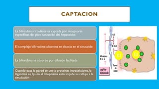CAPTACION
La bilirrubina circulante es captada por receptores
específicos del polo sinusoidal del hepatocito
El complejo bilirrubina-albumina se disocia en el sinusoide
La bilirrubina se absorbe por difusión facilitada
Cuando pasa la pared se une a proteínas intracelulares, la
lilgandina se fija en el citoplasma esto impide su reflujo a la
circulación
 