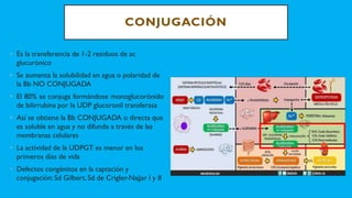 CONJUGACIÓN
• Es la transferencia de 1-2 residuos de ac
glucurónico
• Se aumenta la solubilidad en agua o polaridad de
la Bb NO CONJUGADA
• El 80% se conjuga formándose monoglucorónido
de bilirrubina por la UDP glucoronil transferasa
• Así se obtiene la Bb CONJUGADA o directa que
es soluble en agua y no difunde a través de las
membranas celulares
• La actividad de la UDPGT es menor en los
primeros días de vida
• Defectos congénitos en la captación y
conjugación: Sd Gilbert, Sd de Crigler-Najjar I y II
 