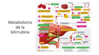 Metabolismo
de la
bilirrubina
 