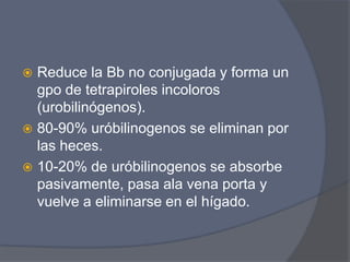  Reduce la Bb no conjugada y forma un
gpo de tetrapiroles incoloros
(urobilinógenos).
 80-90% uróbilinogenos se eliminan por
las heces.
 10-20% de uróbilinogenos se absorbe
pasivamente, pasa ala vena porta y
vuelve a eliminarse en el hígado.
 