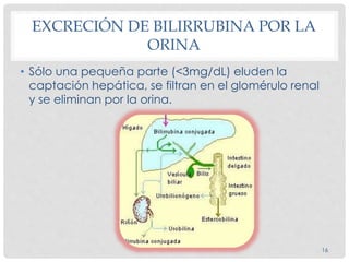 • Sólo una pequeña parte (<3mg/dL) eluden la
captación hepática, se filtran en el glomérulo renal
y se eliminan por la orina.
EXCRECIÓN DE BILIRRUBINA POR LA
ORINA
16
 