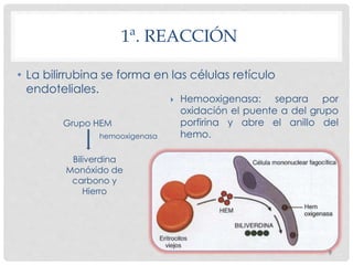• La bilirrubina se forma en las células retículo
endoteliales.
1ª. REACCIÓN
Grupo HEM
Biliverdina
Monóxido de
carbono y
Hierro
hemooxigenasa
 Hemooxigenasa: separa por
oxidación el puente a del grupo
porfirina y abre el anillo del
hemo.
9
 