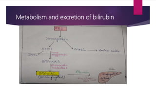 Metabolism and excretion of bilirubin
 