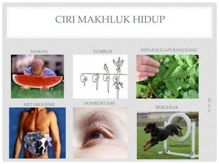 CIRI MAKHLUK HIDUP


  MAKAN              TUMBUH     MENANGGAPI RANGSANG




                                                      D
METABOLISME       HOMEOSTASIS                         L
                                    BERGERAK
                                                      L
 