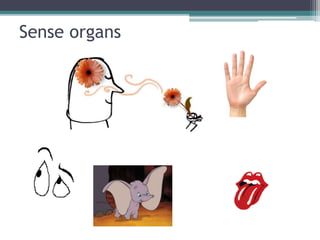 Sense organs
 