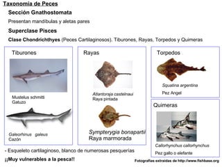 Taxonomía de Peces Sección Gnathostomata Presentan mandíbulas y aletas pares Superclase Pisces Clase Chondrichthyes  (Peces Cartilaginosos). Tiburones, Rayas, Torpedos y Quimeras Callorhynchus callorhynchus Pez gallo o elefante Squatina argentina Pez Angel Galeorhinus  galeus Cazón  Mustelus schmitti Gatuzo Atlantoraja castelnaui Raya pintada Sympterygia bonapartii Raya marmorada Tiburones Rayas Torpedos Quimeras - Esqueleto cartilaginoso, blanco de numerosas pesquerías ¡¡Muy vulnerables a la pesca!! Fotografías extraídas de http://www.fishbase.org 