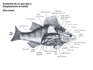 Anatomía de un pez tipo y Adaptaciones al medio  (Pez óseo) 