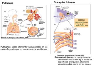Extraído de: Biología (Curtis y Barnes, 2004) Extraído de: Biología (Curtis y Barnes, 2004) Pulmones Branquias Internas Branquias internas : el mecanismo de ventilación impulsa el agua sobre las superficies branquiales altamente vascularizadas, como en los peces.  Pulmones : sacos altamente vascularizados en los cuales fluye aire por un mecanismo de ventilación. 
