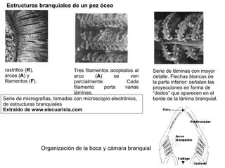 rastrillos ( R ), arcos ( A ) y filamentos ( F ).  Serie de láminas con mayor detalle. Flechas blancas de la parte inferior: señalan las proyecciones en forma de “dedos” que aparecen en el borde de la lámina branquial. Tres filamentos acoplados al arco ( A ) se ven parcialmente. Cada filamento porta varias láminas.  Serie de micrografías, tomadas con microscopio electrónico, de estructuras branquiales Extraído de www.elecuarista.com Estructuras branquiales de un pez óceo Organización de la boca y cámara branquial 