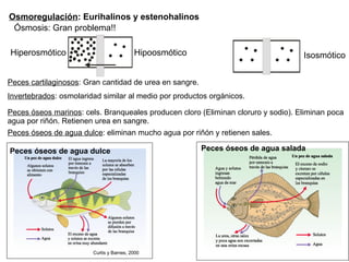 Osmoregulación : Eurihalinos y estenohalinos Ósmosis: Gran problema!! Hiperosmótico Hipoosmótico Isosmótico Peces óseos marinos : cels. Branqueales producen cloro (Eliminan cloruro y sodio). Eliminan poca agua por riñón. Retienen urea en sangre. Peces cartilaginosos : Gran cantidad de urea en sangre. Invertebrados : osmolaridad similar al medio por productos orgánicos. Peces óseos de agua dulce : eliminan mucho agua por riñón y retienen sales. Peces óseos de agua dulce Curtis y Barnes, 2000 Peces óseos de agua salada 