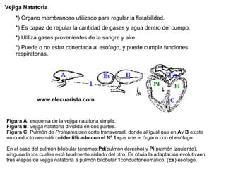Vejiga Natatoria *) Órgano membranoso utilizado para regular la flotabilidad.  *) Es capaz de regular la cantidad de gases y agua dentro del cuerpo. *) Utiliza gases provenientes de la sangre y aire. *) Puede o no estar conectada al esófago, y puede cumplir funciones respiratorias. Figura A:  esquema de la vejiga natatoria simple. Figura B:  vejiga natatoria dividida en dos partes. Figura C:  Pulmón de  Protopterus en corte transversal, donde al igual que en  A y  B  existe un conducto neumático –identificado con el Nº 1- que une el órgano con el esófago  En el caso del pulmón bilobular tenemos: Pd (pulmón derecho) y  Pi (pulmón izquierdo), ningunode los cuales está totalmente aislado del otro. Es obvia la adaptación evolutivaen tres etapas de vejiga natatoria a pulmón bilobular. 1 conductoneumático, ( Es ) esófago.  www.elecuarista.com 