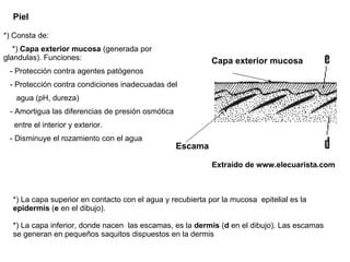 Piel *) La capa superior en contacto con el agua y recubierta por la mucosa  epitelial es la  epidermis  ( e  en el dibujo). *) La capa inferior, donde nacen  las escamas, es la  dermis  ( d  en el dibujo). Las escamas se generan en pequeños saquitos dispuestos en la dermis *) Consta de:  *)  Capa exterior mucosa  (generada por glandulas). Funciones:  - Protección contra agentes patógenos - Protección contra condiciones inadecuadas del  agua (pH, dureza) - Amortigua las diferencias de presión osmótica  entre el interior y exterior. - Disminuye el rozamiento con el agua Extraído de www.elecuarista.com Escama Capa exterior mucosa 
