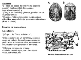 Escamas *) Todos los peces de una misma especie poseen igual cantidad de escamas (aproximadamente), y  *) Según las familias y géneros, pueden ser de diversas formas.  *) Las dos más comunes son las  escamas cilcoides  ( A  en el dibujo) y escamas  ctenoides  ( B  en el dibujo)  Órganos de los sentidos Línea lateral *) Órgano de “Tacto a distancia”. *) Se constituye de un canal nervioso que corre por debajo de una línea de escamas perforadas. A través de ellas, una serie de células sensibles perciben el ambiente. *) Detecta cambios de presión, movimientos del agua y de otros seres vivos, corrientes, etc. Extraído de www.elecuarista.com 