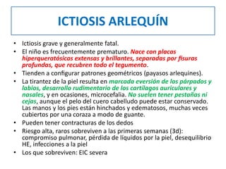 ICTIOSIS ARLEQUÍN
• Ictiosis grave y generalmente fatal.
• El niño es frecuentemente prematuro. Nace con placas
hiperqueratósicas extensas y brillantes, separadas por ﬁsuras
profundas, que recubren todo el tegumento.
• Tienden a conﬁgurar patrones geométricos (payasos arlequines).
• La tirantez de la piel resulta en marcada eversión de los párpados y
labios, desarrollo rudimentario de los cartílagos auriculares y
nasales, y en ocasiones, microcefalia. No suelen tener pestañas ni
cejas, aunque el pelo del cuero cabelludo puede estar conservado.
Las manos y los pies están hinchados y edematosos, muchas veces
cubiertos por una coraza a modo de guante.
• Pueden tener contracturas de los dedos
• Riesgo alta, raros sobreviven a las primeras semanas (3d):
compromiso pulmonar, pérdida de líquidos por la piel, desequilibrio
HE, infecciones a la piel
• Los que sobreviven: EIC severa
 