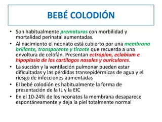 BEBÉ COLODIÓN
• Son habitualmente prematuros con morbilidad y
mortalidad perinatal aumentadas.
• Al nacimiento el neonato está cubierto por una membrana
brillante, transparente y tirante que recuerda a una
envoltura de celofán. Presentan ectropion, eclabium e
hipoplasia de los cartílagos nasales y auriculares.
• La succión y la ventilación pulmonar pueden estar
diﬁcultadas y las pérdidas transepidérmicas de agua y el
riesgo de infecciones aumentadas
• El bebé colodión es habitualmente la forma de
presentación de la IL y la EIC
• En el 10-24% de los neonatos la membrana desaparece
espontáneamente y deja la piel totalmente normal
 