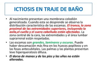 ICTIOSIS EN TRAJE DE BAÑO
• Al nacimiento presentan una membrana colodión
generalizada. Cuando esta se desprende se observa la
distribución característica de las escamas. El tronco, la zona
proximal de las extremidades superiores, incluyendo la
axila,el cuello y el cuero cabelludo están afectados. La
zona central de la cara, las extremidades y el área lumbar
suprarrenal están respetadas.
• Las escamas son grandes, laminares y oscuras. Puede
haber descamación más ﬁna en los huecos poplíteos y en
las fosas antecubitales. Las palmas y las plantas presentan
leve hiperqueratosis difusa.
• El dorso de manos y de los pies y las uñas no están
alterados.
 