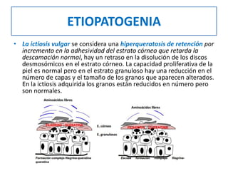 ETIOPATOGENIA
• La ictiosis vulgar se considera una hiperqueratosis de retención por
incremento en la adhesividad del estrato córneo que retarda la
descamación normal, hay un retraso en la disolución de los discos
desmosómicos en el estrato córneo. La capacidad proliferativa de la
piel es normal pero en el estrato granuloso hay una reducción en el
número de capas y el tamaño de los granos que aparecen alterados.
En la ictiosis adquirida los granos están reducidos en número pero
son normales.
 