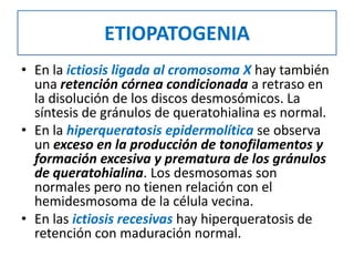 ETIOPATOGENIA
• En la ictiosis ligada al cromosoma X hay también
una retención córnea condicionada a retraso en
la disolución de los discos desmosómicos. La
síntesis de gránulos de queratohialina es normal.
• En la hiperqueratosis epidermolítica se observa
un exceso en la producción de tonofilamentos y
formación excesiva y prematura de los gránulos
de queratohialina. Los desmosomas son
normales pero no tienen relación con el
hemidesmosoma de la célula vecina.
• En las ictiosis recesivas hay hiperqueratosis de
retención con maduración normal.
 