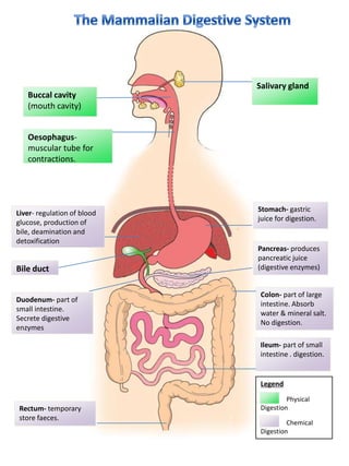 Salivary gland Buccal cavity (mouth cavity) Oesophagus- muscular tube for contractions.  Stomach- gastric juice for digestion.  Liver- regulation of blood glucose, production of bile, deamination and detoxification Pancreas- produces pancreatic juice (digestive enzymes) Bile duct Colon- part of large intestine. Absorb water & mineral salt. No digestion.  Duodenum- part of small intestine. Secrete digestive enzymes Ileum- part of small intestine . digestion.   Legend                 PhysicalDigestion Chemical Digestion Rectum- temporary store faeces.  The Mammalian Digestive System 