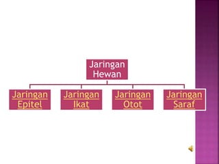 Jaringan
Hewan
Jaringan
Epitel
Jaringan
Ikat
Jaringan
Otot
Jaringan
Saraf
 
