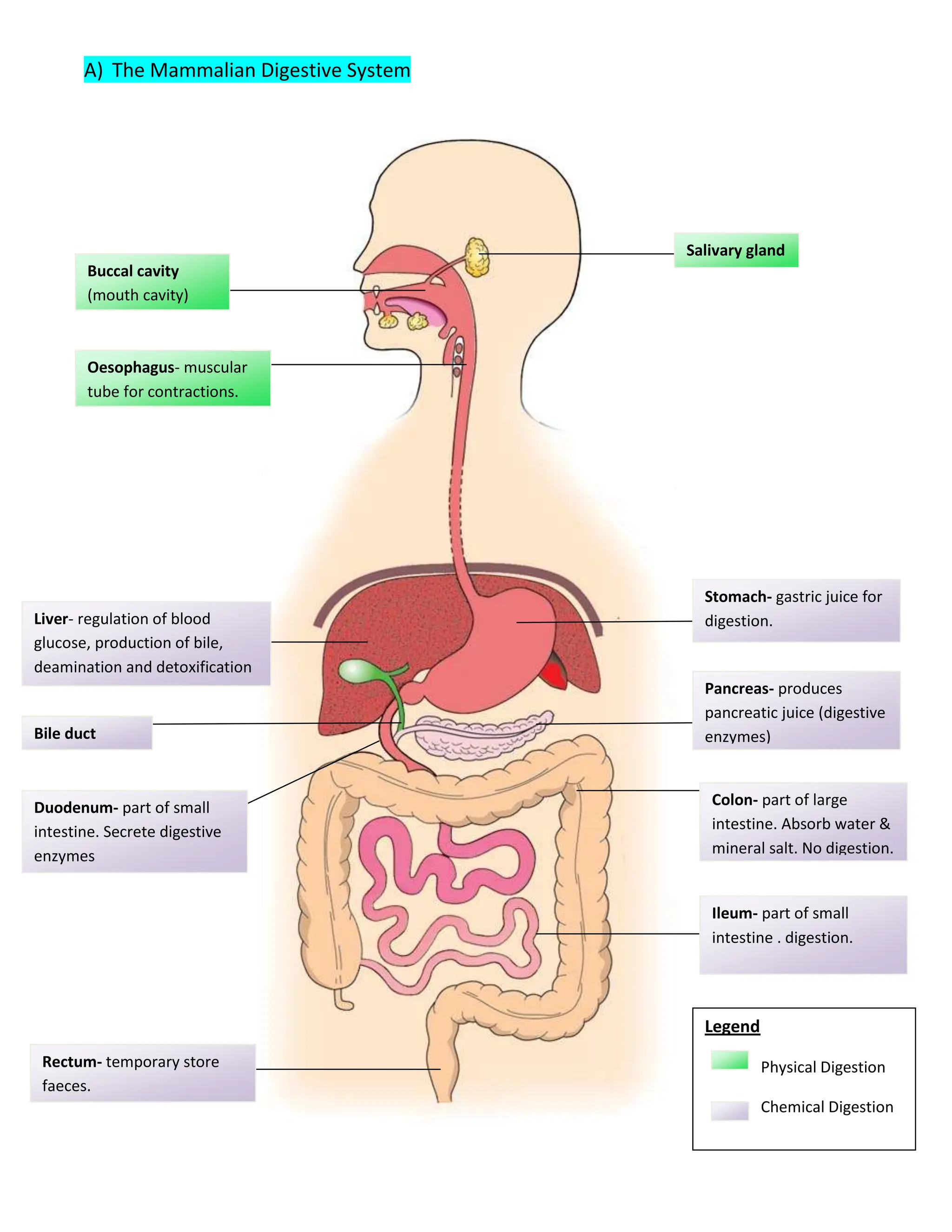 Salivary glandBuccal cavity (mouth cavity)Oesophagus- muscular tube for contractions. Liver- regulation of blood glucose, production of bile, deamination and detoxificationBile ductPancreas- produces pancreatic juice (digestive enzymes)Duodenum- part of small intestine. Secrete digestive enzymesStomach- gastric juice for digestion. Colon- part of large intestine. Absorb water & mineral salt. No digestion. Ileum- part of small intestine . digestion.  Rectum- temporary store faeces. Legend             Physical DigestionChemical Digestion1667096552893The Mammalian Digestive System