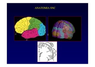 ANATOMIA SNC
 