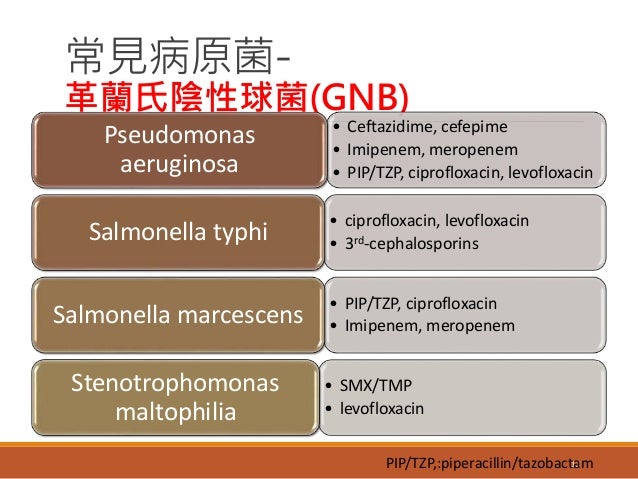 沙雷氏菌属marcescens细菌库存例证 插画包括有请求的 妇科学 泌尿 沙门氏菌 植物群 111514822