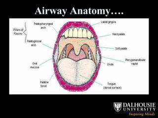 Airway Anatomy…. 